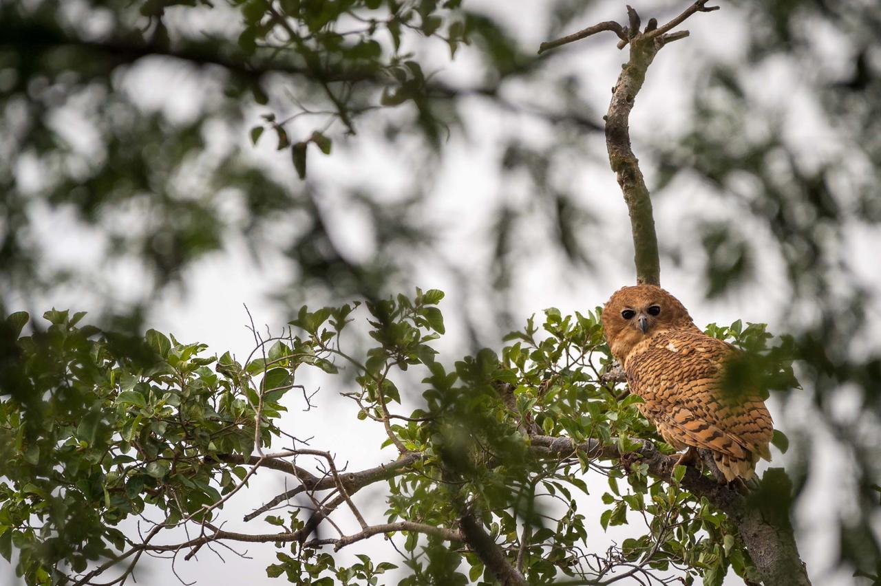 Rukiya Safari Camp Villa Hoedspruit Dış mekan fotoğraf