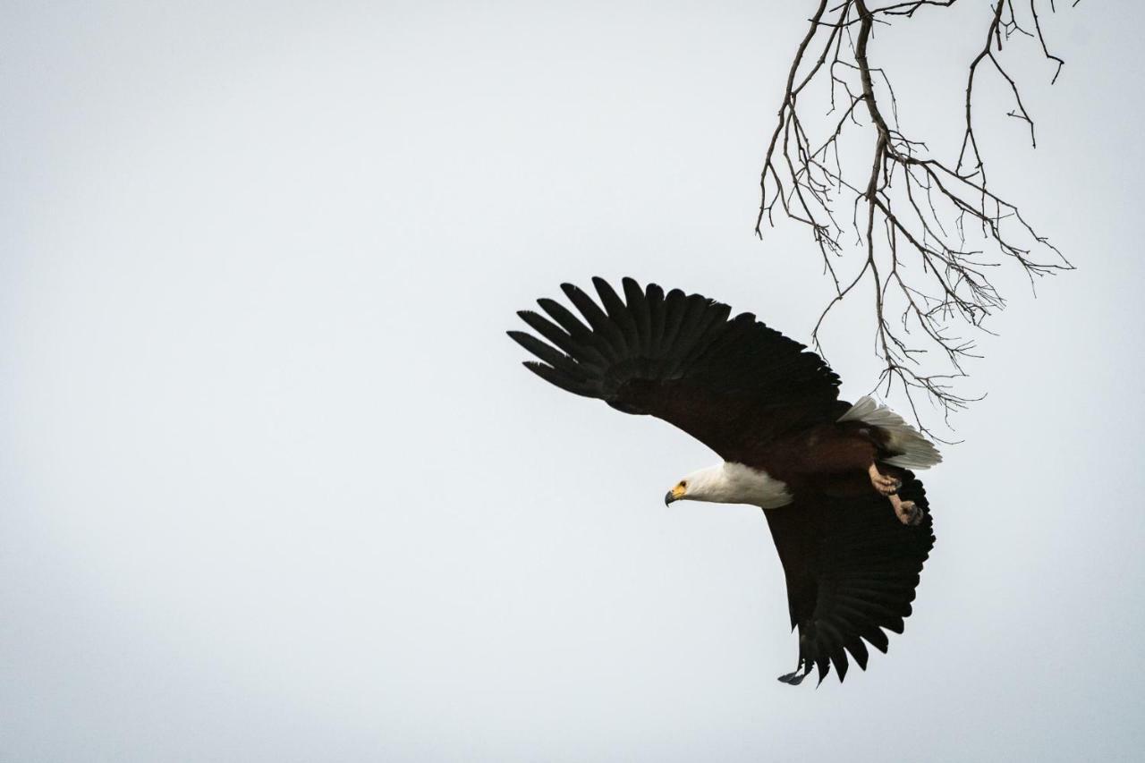 Rukiya Safari Camp Villa Hoedspruit Dış mekan fotoğraf